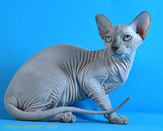 Sphynx Perira Cattery (Sphynx) ~ WorldKittens